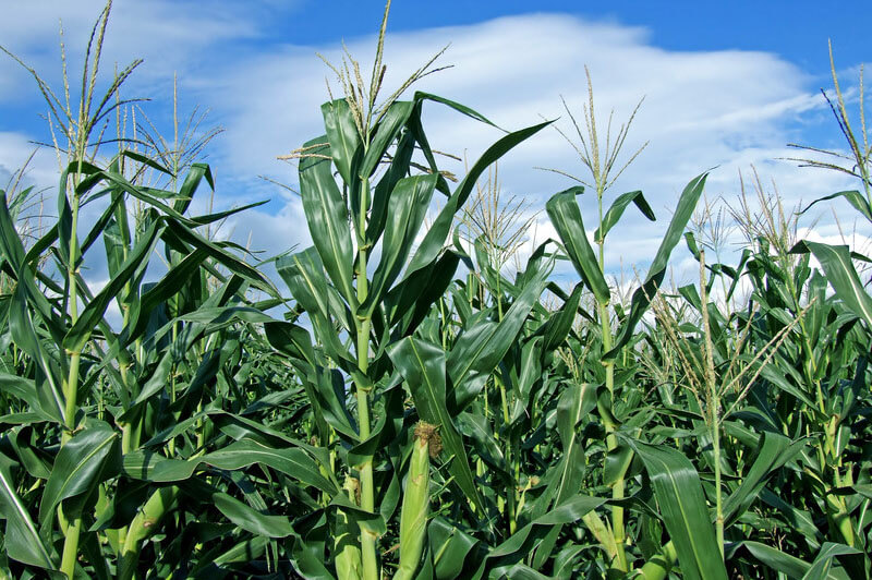 Lush green cornfield under blue sky