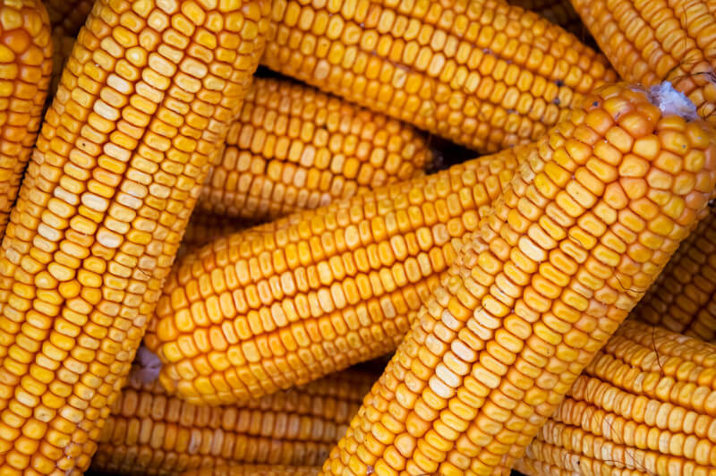Close-up of fresh yellow corn cobs stacked together.