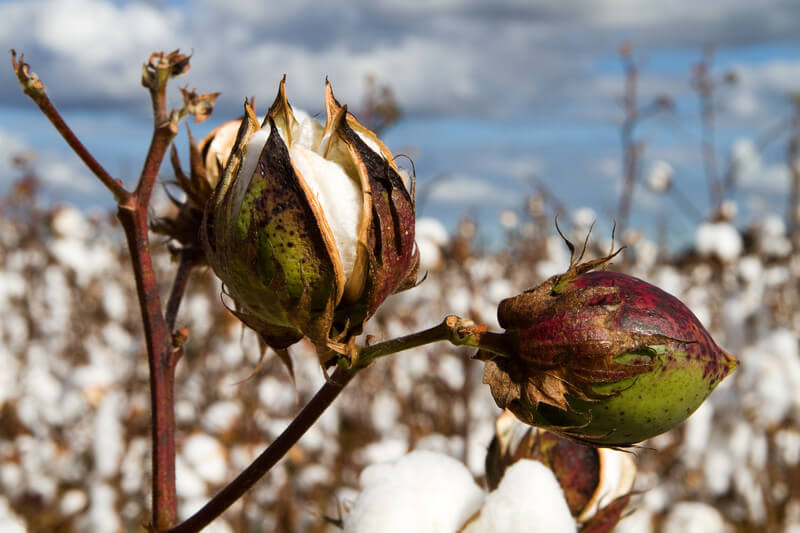 Close-up of cotton plant in field