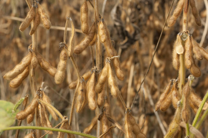 Close-up of dry soybean pods in field