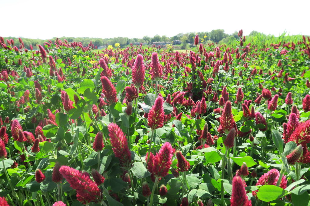 Cover Crops Tennessee - Flowering cover crop plants growing in a field