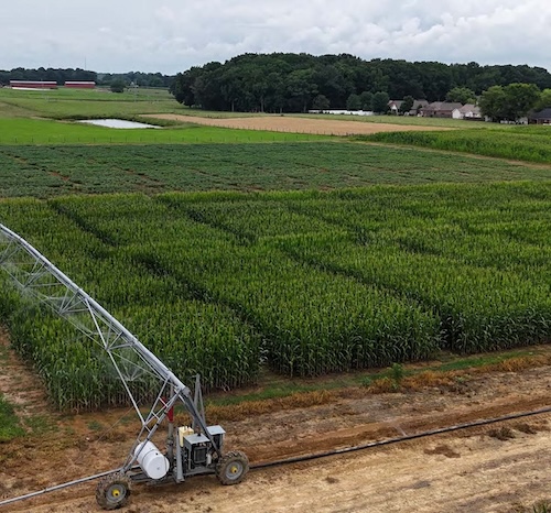2025 Corn Grain Publication - Corn hybrid test plots with center pivot irrigation at a Tennessee research farm